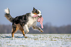 Australian Shepherd apportiert Spielzeug