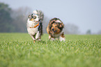 Australian Shepherd mit Mischling