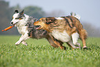 Australian Shepherd mit Mischling