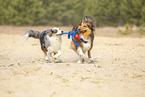 Australian Shepherd mit Mischling