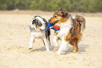 Australian Shepherd mit Mischling