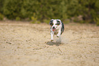 rennender Australian Shepherd