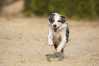 rennender Australian Shepherd