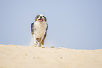 rennender Australian Shepherd