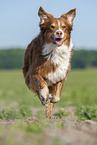 rennender Australian Shepherd