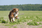 rennender Australian Shepherd