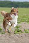 rennender Australian Shepherd