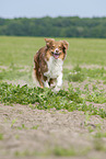 rennender Australian Shepherd