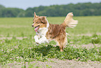 rennender Australian Shepherd