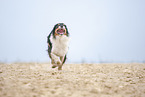 rennender Australian Shepherd