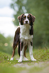 stehender Australian Shepherd