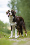 stehender Australian Shepherd