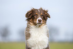 Australian Shepherd Portrait