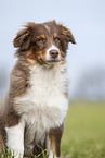 Australian Shepherd