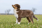 stehender Australian Shepherd