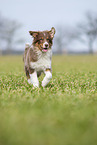 rennender Australian Shepherd