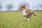 rennender Australian Shepherd