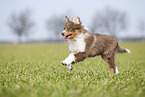 rennender Australian Shepherd