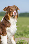 Australian Shepherd