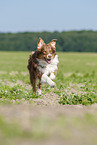 rennender Australian Shepherd