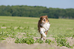 rennender Australian Shepherd