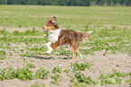 rennender Australian Shepherd