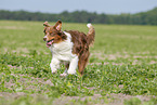 rennender Australian Shepherd