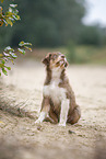 sitzender Australian Shepherd