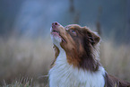 Australian Shepherd Portrait