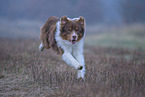 rennender Australian Shepherd