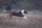 rennender Australian Shepherd