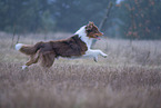 rennender Australian Shepherd