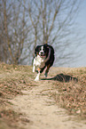 rennender Australian Shepherd