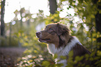 Australian Shepherd Portrait