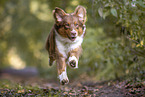 rennender Australian Shepherd