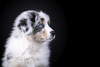 Australian Shepherd Portrait