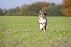 rennender Australian Shepherd