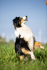 Australian Shepherd auf der Wiese