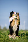 Australian Shepherd auf der Wiese