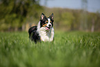 Australian Shepherd auf der Wiese