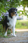 Australian Shepherd bei Flieder