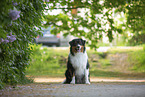 Australian Shepherd bei Flieder