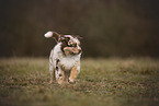 Australian Shepherd Welpe