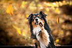 Australian Shepherd