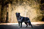 erwachsener Australian Shepherd