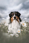 tricolour Australian Shepherd