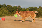 Australian Shepherd im Sommer