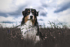 ausgewachsener Australian Shepherd