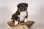 Australian Shepherd Welpe