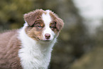 Australian Shepherd Welpe